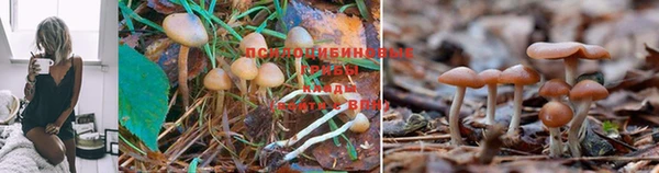 марихуана Белокуриха
