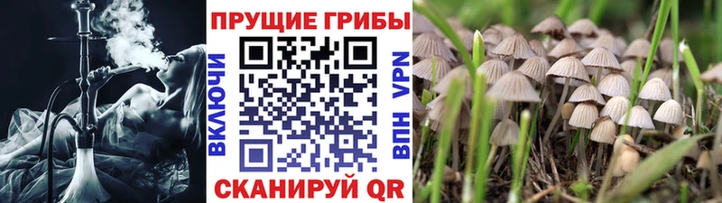 darknet Telegram  закладка  Сковородино  Галлюциногенные грибы Psilocybine cubensis 